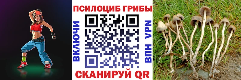 Псилоцибиновые грибы Psilocybe  Багратионовск 